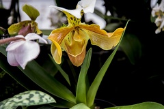 Paphiopedilum species,paphiopedilum orchid