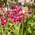 The miltonia,miltonia orchid plant
