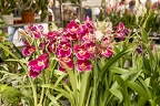 The miltonia,miltonia orchid plant