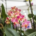 The pink orchid,orchid types images