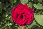 Very beautiful red rose,single red rose flower