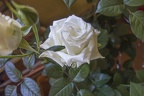 White rose single flower,beautiful white rose flowers