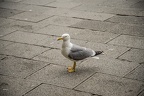 Yellow legged gull photos