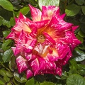 A beautiful rose flower