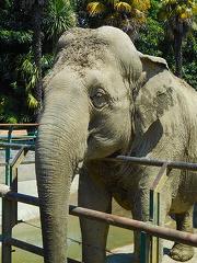 Asian elephant endangered species