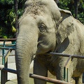 Asian elephant endangered species