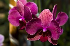 Phalaenopsis orchid species