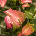 Anthurium flowers photos