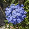 Blue jasmine plant
