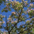 Albizia julibrissin mimosa bonsai persian pink silk tree