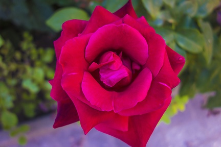 Bud of a rose,single rose bud