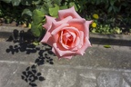 Light pink rose flower