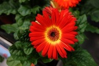 Single daisy flower, red and yellow daisy