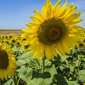 Yellow sunflower images