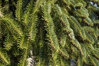 Balsam tree evergreen needles