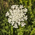 Wild cow parsley photography,wild white cow parsley