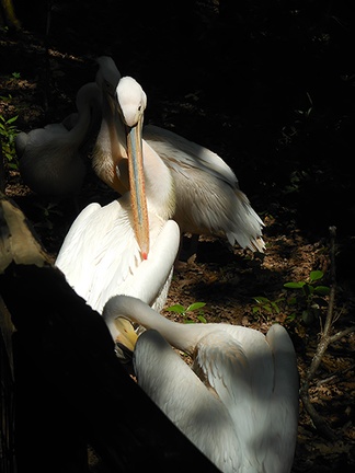 White pelican type birds