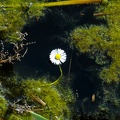 The white daisy in water