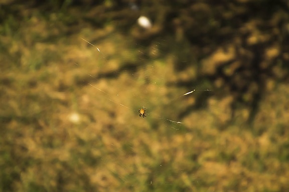 Brown spider with yellow stripes on legs on net