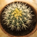 Cactus succulent in pots images