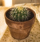 Golden ball cactus in pot