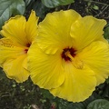 Hawaii hibiscus yellow flower photos