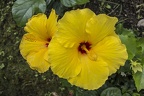 Hawaii hibiscus yellow flower photos