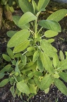 Young sage plant