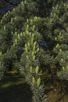 Atlantic cedar with pines