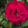 Big red rose plant garden roses, red rose bud