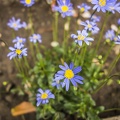 Blue marguerite flower, Daisy flower