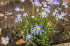 Blue marguerite flower, Daisy flower