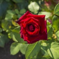 Dark red rose bud, red rose garden