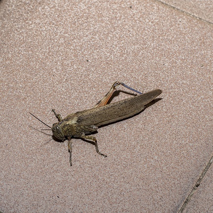 Grasshopper insect free photo