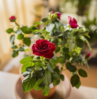 Mini red rose bush, miniature roses flowers