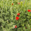 photo_of_red_poppies_flowers.JPG