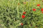Photo of red poppies flowers