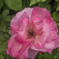Pink camellia flower,camellia blossom