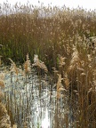 Reed plants stock photo