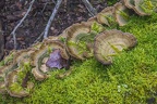 Forest fungi, flat fungus colony, flat mushrooms