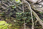 Colony green fungus on tree bark