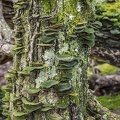 Green fungus on tree trunk