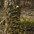 Green fungus on trees