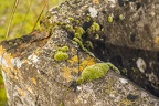 Green moss on stone