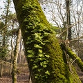 Light green moss on trees