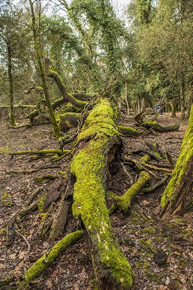 moss_on_bark_of_dry_tree.JPG