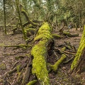 Green growing moss on bark of dry tree