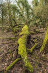 Green growing moss on bark of dry tree