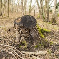 Big tree stump with moss