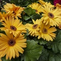 Beautiful yellow gerbera daisies flowers with leaves